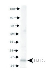 H3T6p | Histone H3 (p Thr6) in the group Antibodies Plant/Algal / DNA/RNA/Cell Cycle / Plant Epigenetics/DNA methylation at Agrisera AB (Antibodies for research) (AS16 3173)